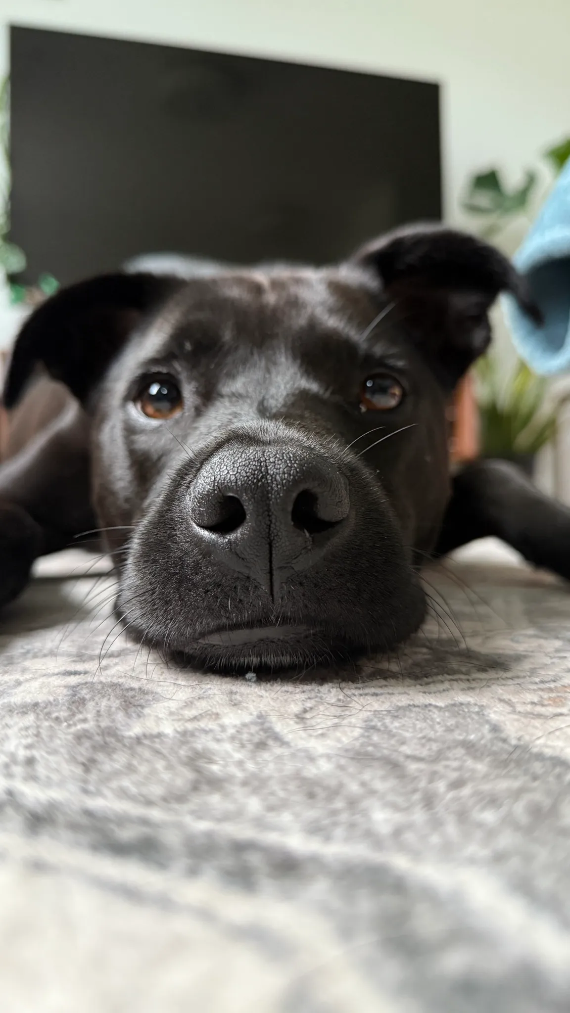 Oreo resting their chin on a grey rug, nose close to the camera