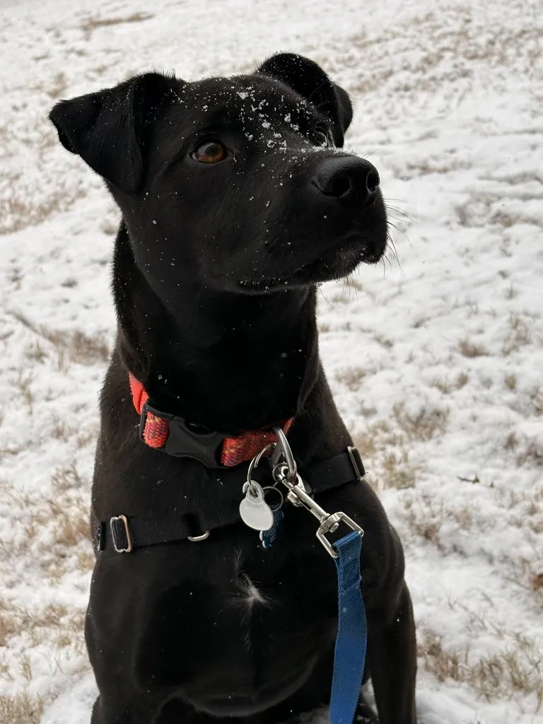 Oreo, a black dog in an orange collar, sitting in snow with flakes on their muzzle