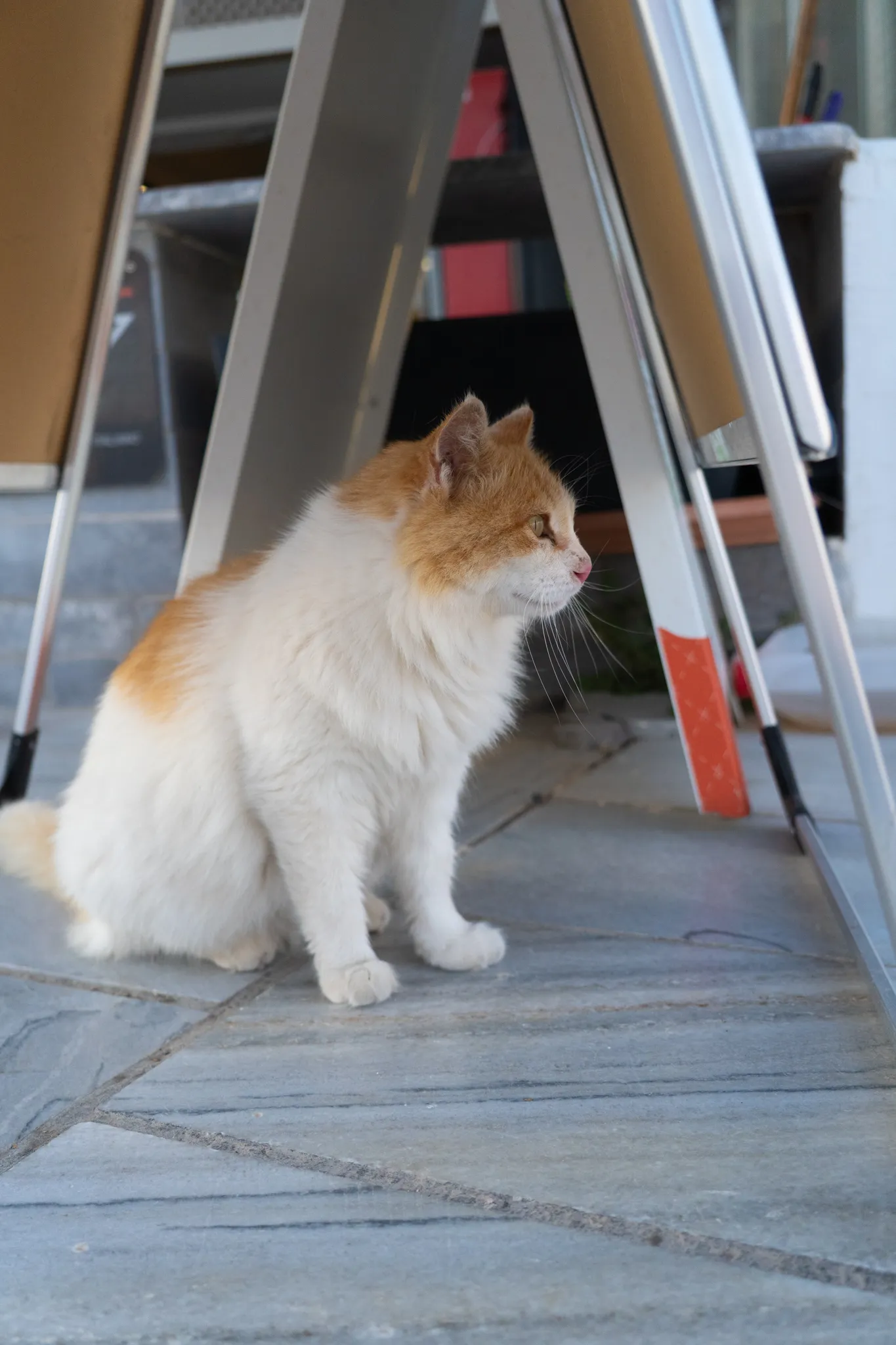 A ginger-and-white cat sitting under a metal A-frame sign on a paved street
