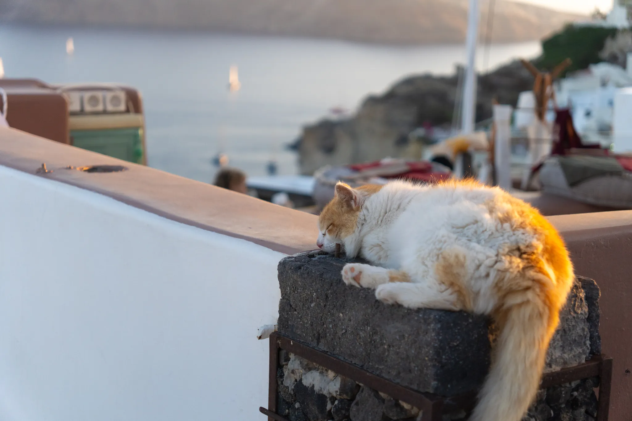 A ginger-and-white cat asleep on a stone wall above the sea, tail hanging over the edge